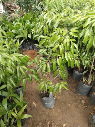 Lychee Plants in Polonnaruwa