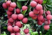 Lychee Plants in Polonnaruwa