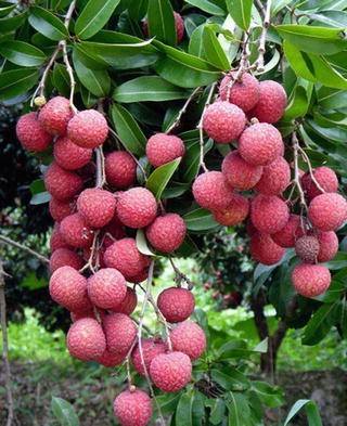 Lychee Plants in Polonnaruwa