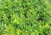 Pomegranate Plants for Sale in Dambulla