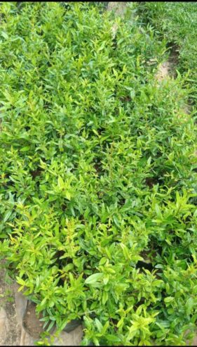 Pomegranate Plants for Sale in Dambulla