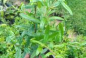 Pomegranate Plants for Sale in Dambulla