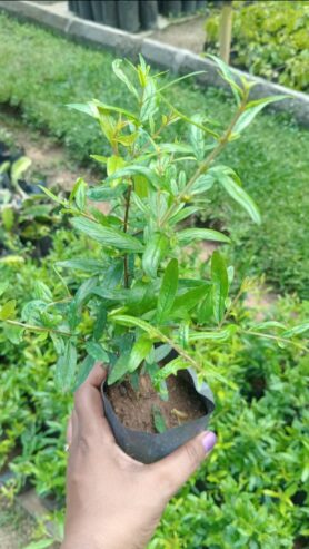 Pomegranate Plants for Sale in Dambulla