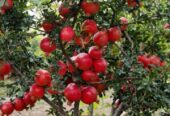 Pomegranate Plants for Sale in Dambulla