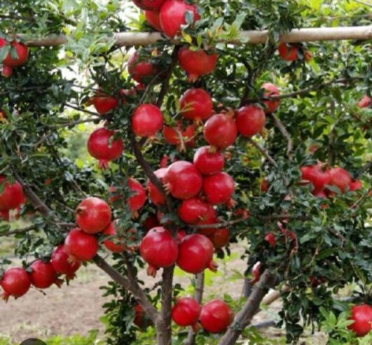 Pomegranate Plants for Sale in Dambulla