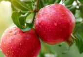 Pomegranate Plants for Sale in Dambulla