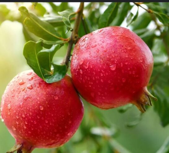 Pomegranate Plants for Sale in Dambulla