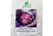 Best Onesh Scarlet Red Cabbage Seeds – CS Agro, Colombo