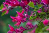 Tall Salvia Wagnerina Plants in Bandarawela