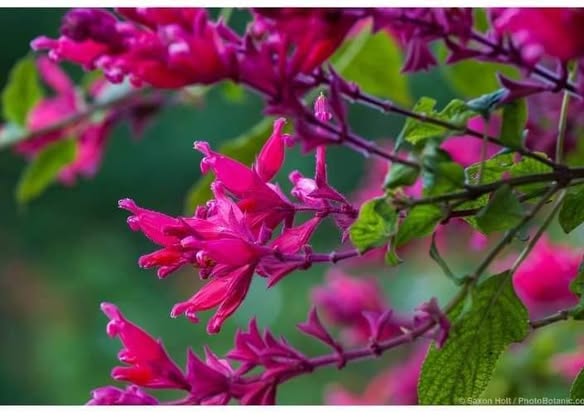 Tall Salvia Wagnerina Plants in Bandarawela