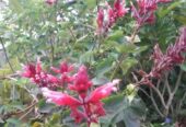 Tall Salvia Wagnerina Plants in Bandarawela