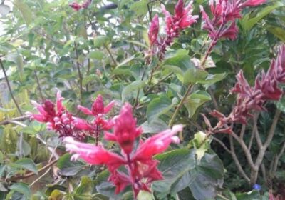 Tall-Salvia-Wagnerina-Plants-in-Bandarawela-2