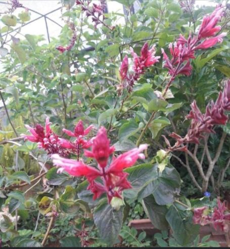 Tall Salvia Wagnerina Plants in Bandarawela