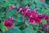 Tall Salvia Wagnerina Plants in Bandarawela