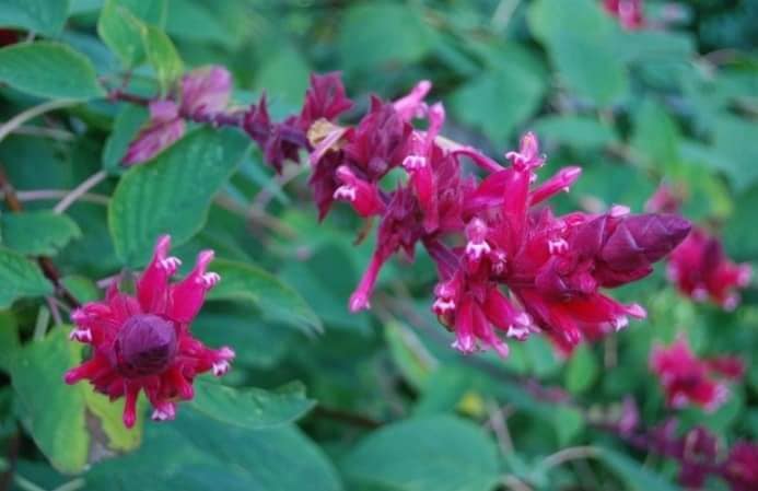 Tall Salvia Wagnerina Plants in Bandarawela