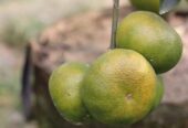 Tangerine Fruit Tree Plants in Welimada