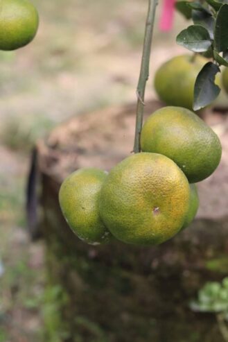 Tangerine Fruit Tree Plants in Welimada