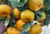 Tangerine Fruit Tree Plants in Welimada