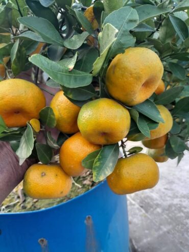 Tangerine Fruit Tree Plants in Welimada