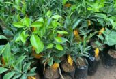 Tangerine Fruit Tree Plants in Welimada