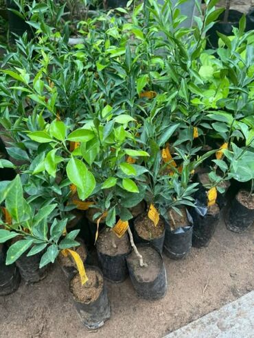 Tangerine Fruit Tree Plants in Welimada