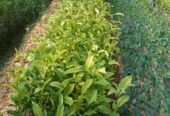 Tea Plants for Sale in Pitigala