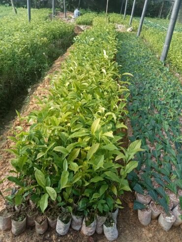 Tea Plants for Sale in Pitigala