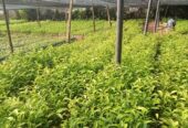 Tea Plants for Sale in Pitigala