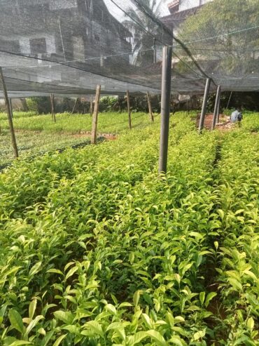 Tea Plants for Sale in Pitigala