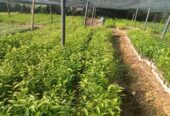 Tea Plants for Sale in Pitigala