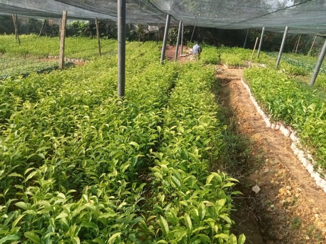 Tea Plants for Sale in Pitigala