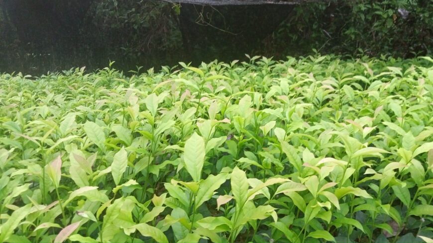 Tea Plants in Galle