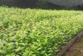 Tea Plants in Galle