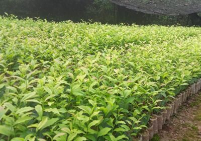 Tea-plants-2