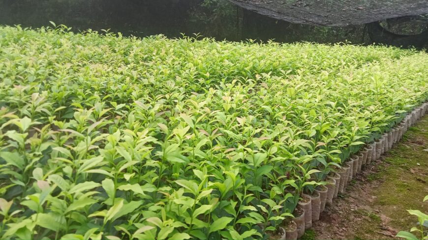 Tea Plants in Galle