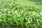 Tea Plants in Galle