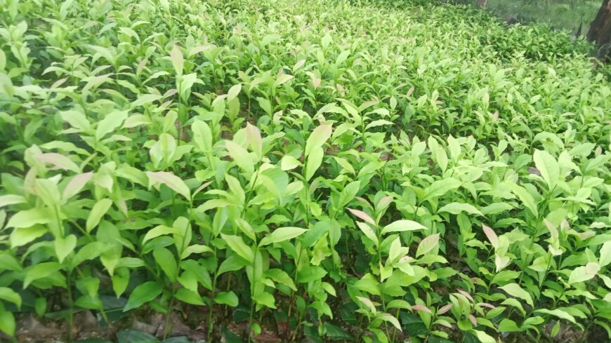 Tea Plants in Galle