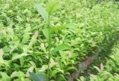 Tea Plants in Galle