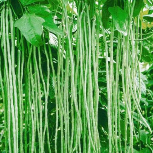 Best Oasis A9 Yard Long Beans – CS Agro, Colombo