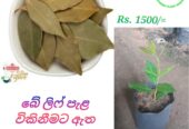 Bay Leaf Plants in Tissamaharama