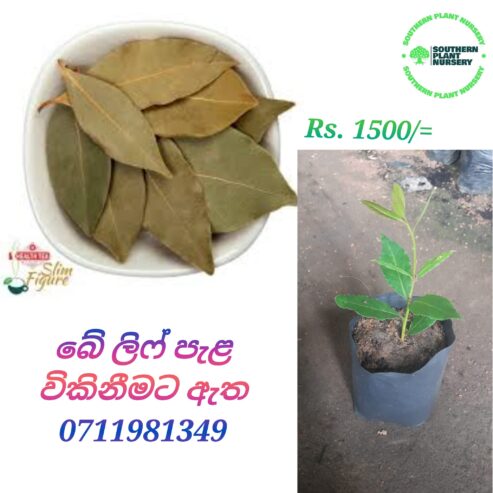 Bay Leaf Plants in Tissamaharama