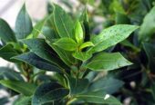 Bay Leaf Plants in Tissamaharama