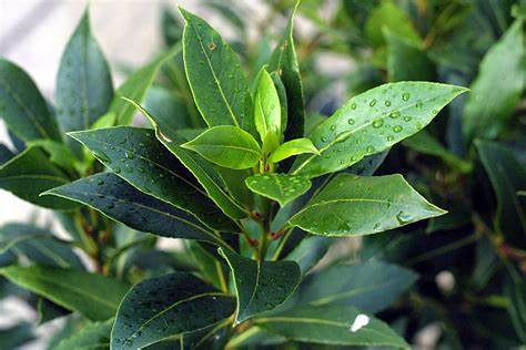 Bay Leaf Plants in Tissamaharama