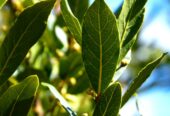 Bay Leaf Plants in Tissamaharama