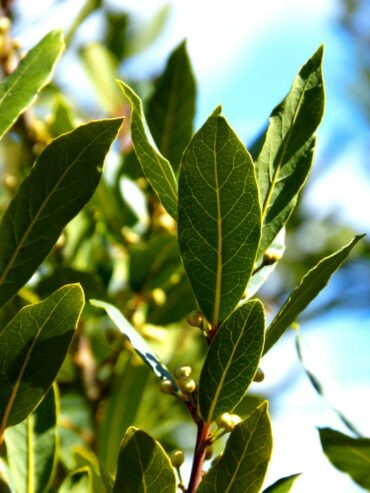 Bay Leaf Plants in Tissamaharama