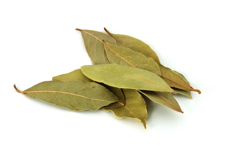 Bay Leaf Plants in Tissamaharama