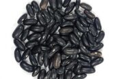 Best Bush Beans Seeds Loose – CS Agro, Colombo