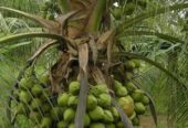 Coconut Plants in Tissamaharama