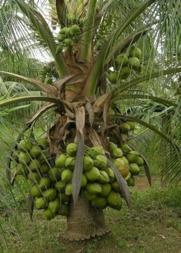 Coconut Plants in Tissamaharama