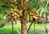 Coconut Plants in Tissamaharama